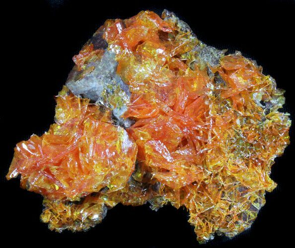 Bright Orange Wulfenite Cluster - Rowley Mine, AZ #39138